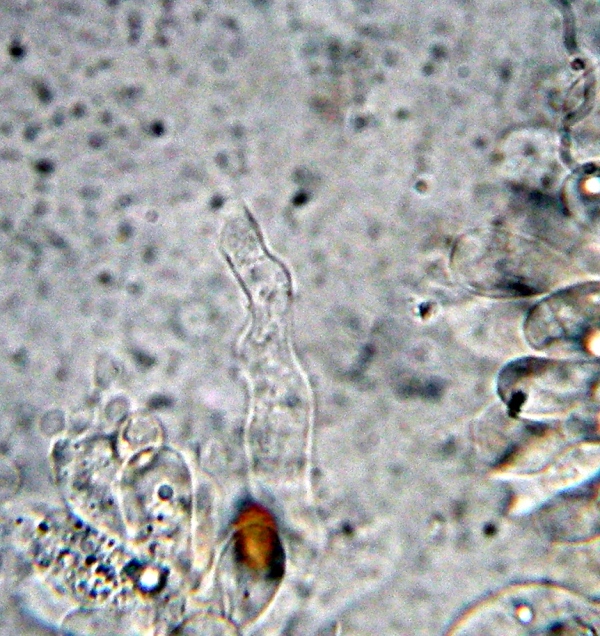 Pholiotina (Conocybe) arrhenii (Fries) Singer